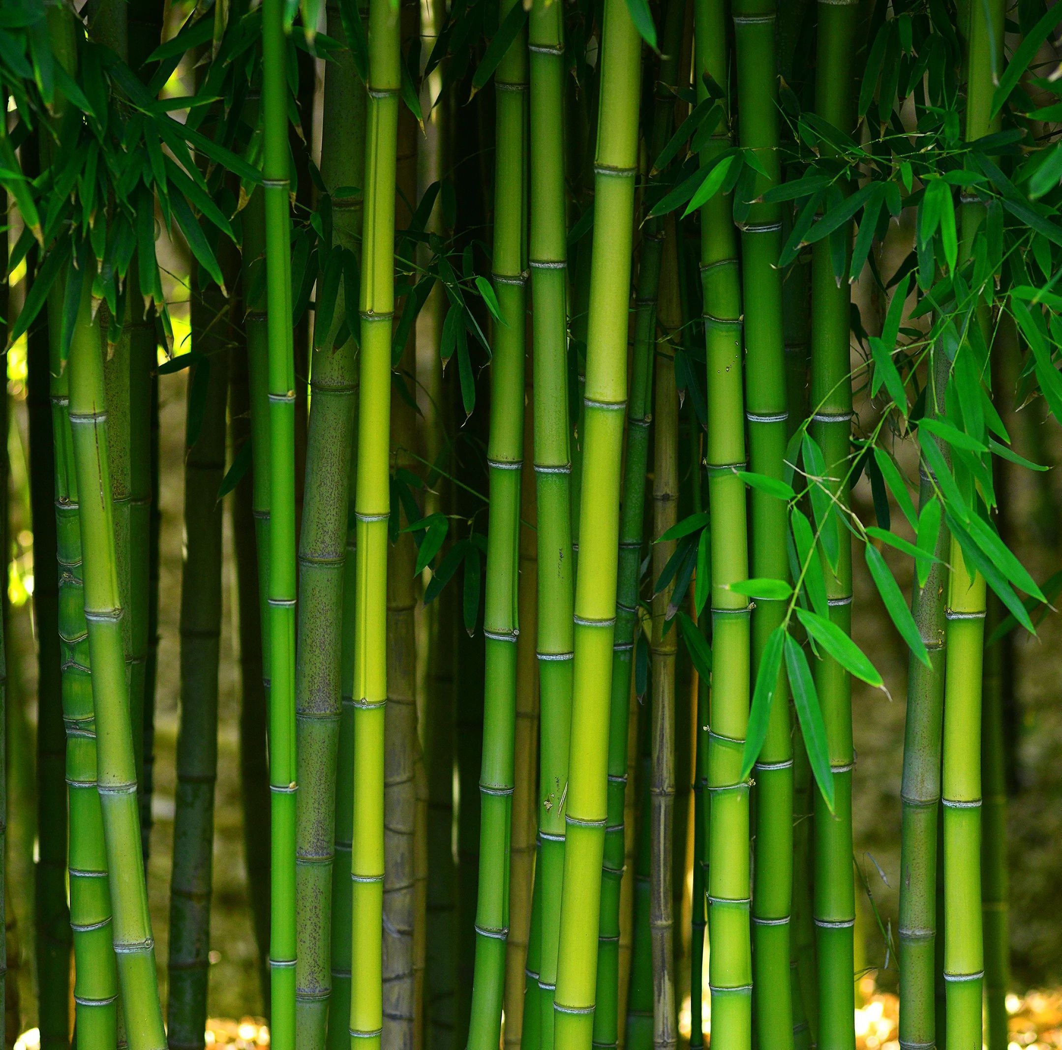 bamboo Wilmington Carpets in Wilmington